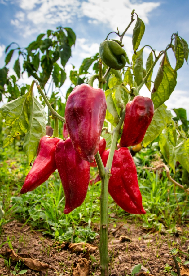 Χειμερινό τοπίο Γρεβενών
