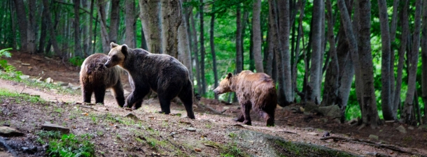 Αρκτούρος – Νυμφαίο και Αγραπιδιές