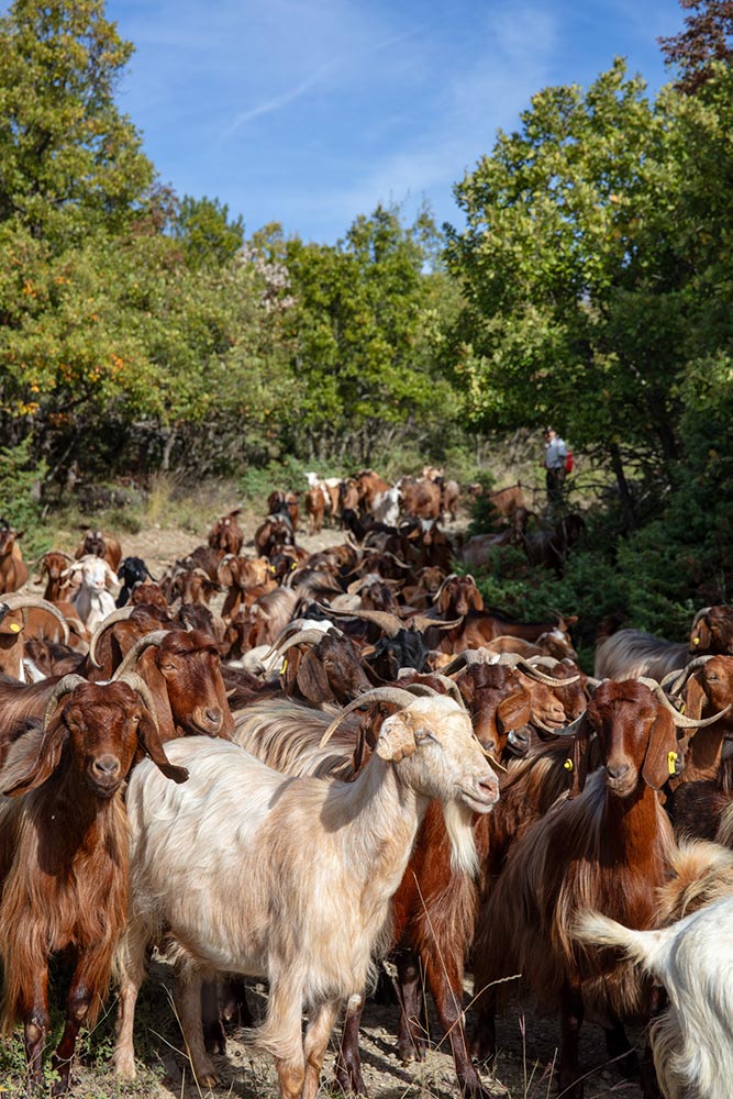 Μετακινούμενη κτηνοτροφία