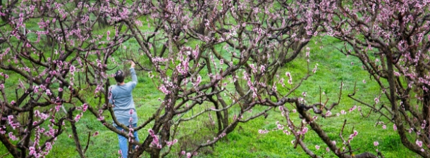 Η εμπειρία του ροδάκινου