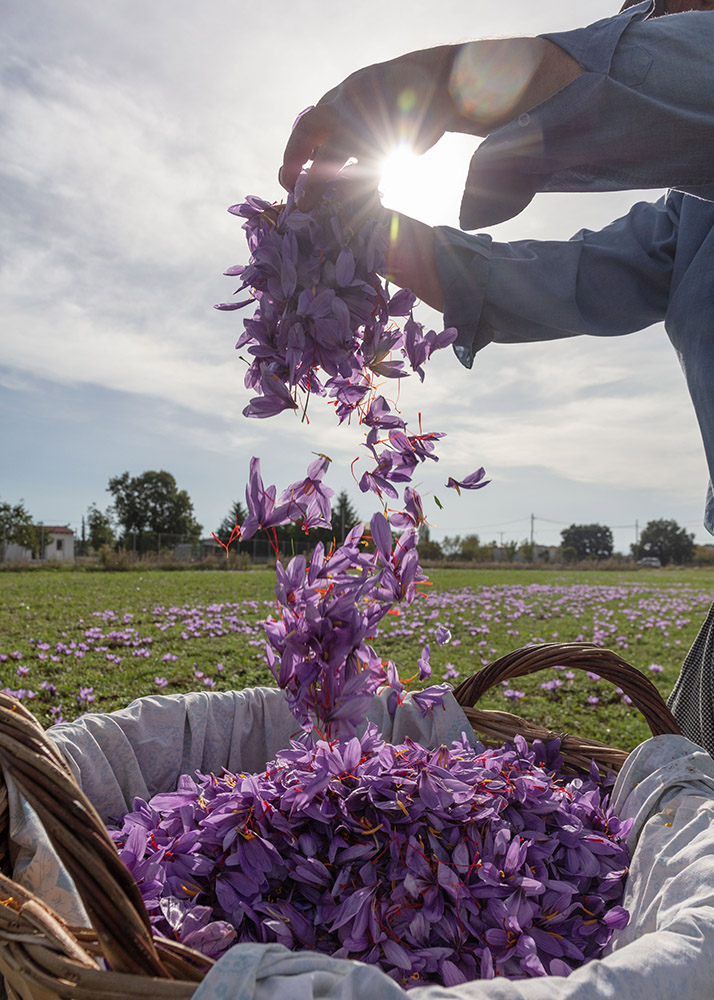 Κρόκος Κοζάνης