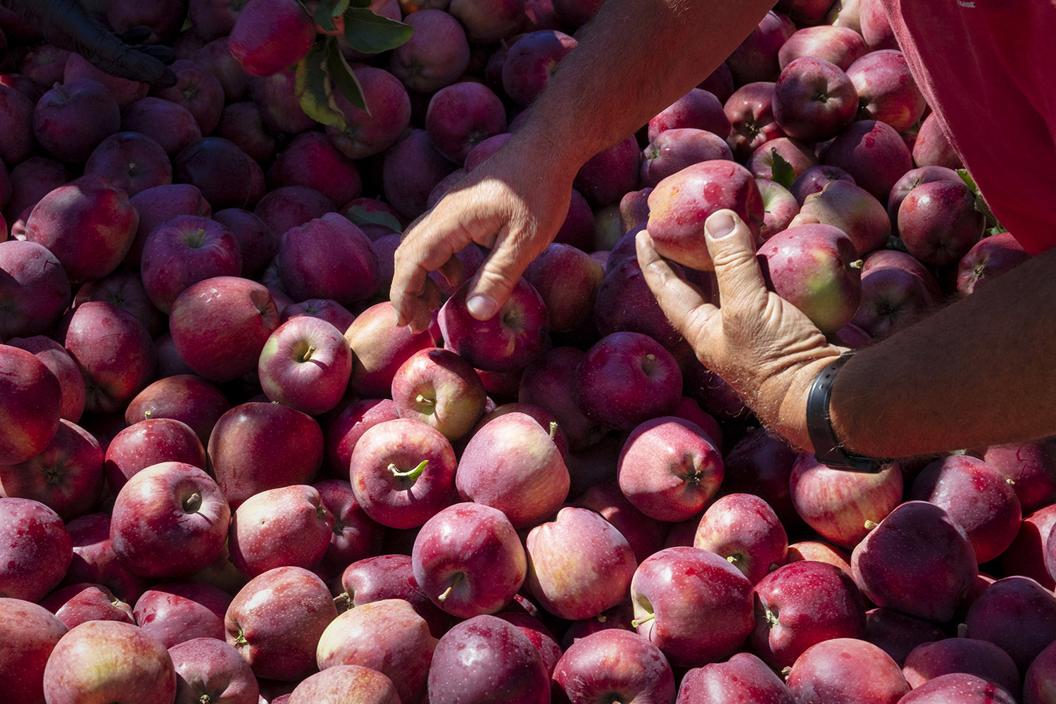 Μήλα Καστοριάς