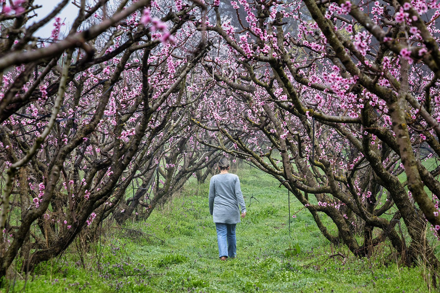 Ροδάκινα Βελβεντού