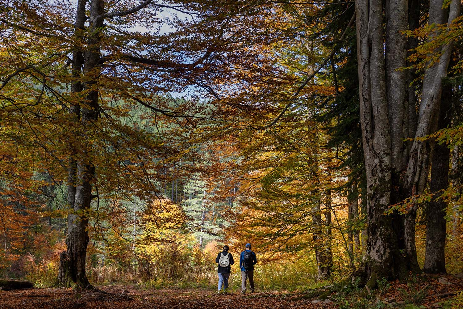 Εθνικός Δρυμός Πίνδου (Βάλια Κάλντα)