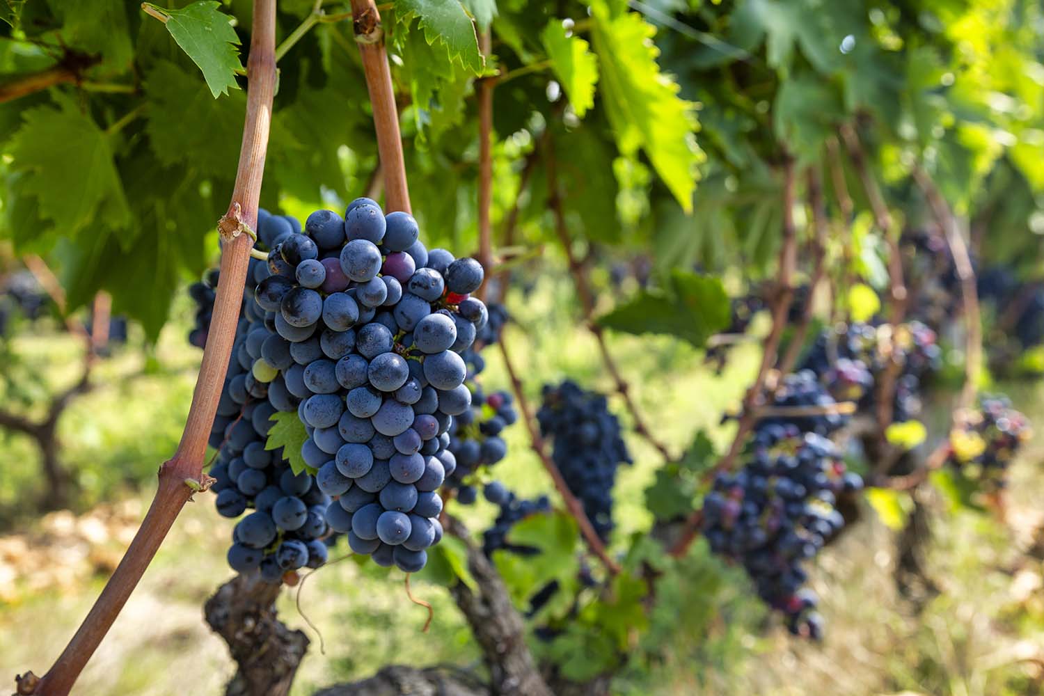 Ξινόμαυρο Αμυνταίου